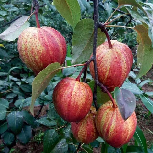 稀有 早酥紅梨 嫁接