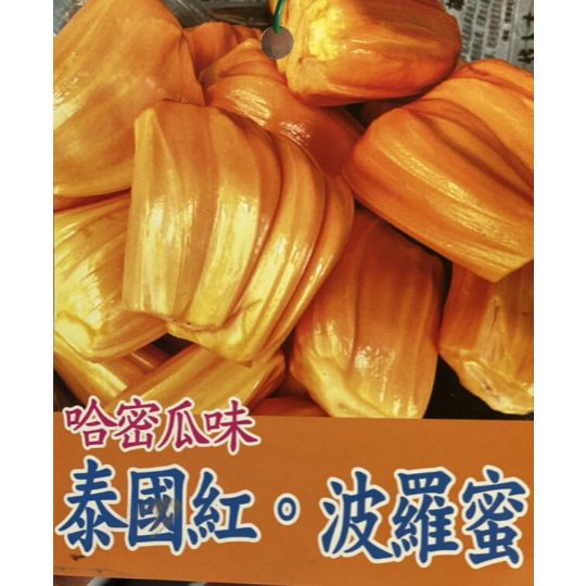 【紅娘波羅蜜】嫁接苗 泰國紅 蜜糖 泰8 金紅 泰皇 哈密瓜 珍珠白 巨苞 波羅蜜